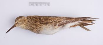 Media type: image;   Ornithology 100402